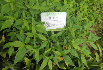 贵阳药用植物园第 3 张图片