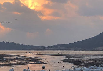 天鹅湖生态旅游区第 25 张图片