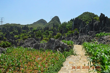 泥凼石林风景区第 13 张图片