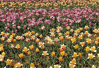 豪泽国际郁金香花海欢乐城第 49 张图片