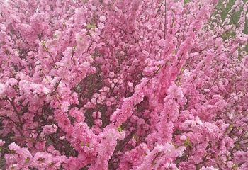 扎兰屯金龙山滑雪场第 38 张图片