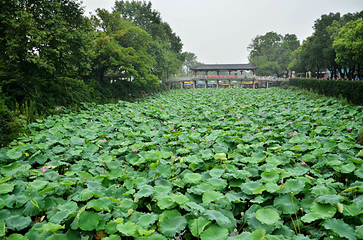 荷花池公园第 8 张图片