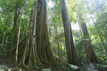 坝王岭长臂猿自然保护区第 3 张图片