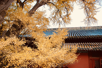 大觉寺第 43 张图片
