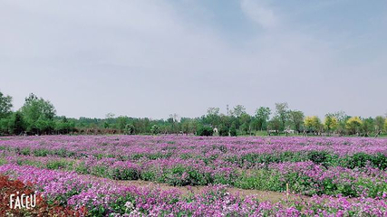 普兰斯薰衣草庄园第 28 张图片