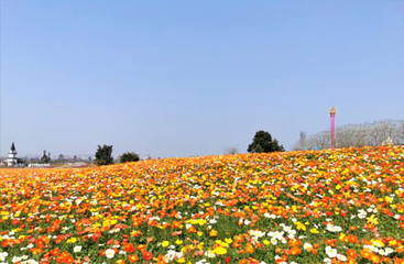 蔚然花海第 309 张图片