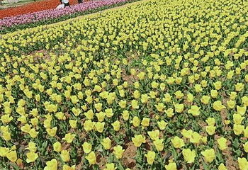 豪泽国际郁金香花海欢乐城第 45 张图片