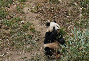佛坪熊猫谷旅游区第 35 张图片