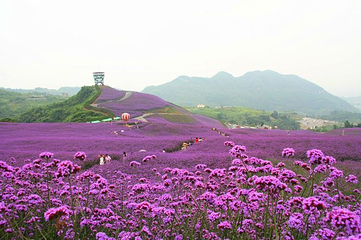 黔北花海第 45 张图片