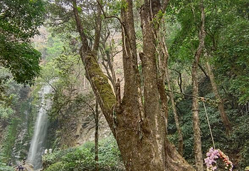 莫里热带雨林景区第 51 张图片