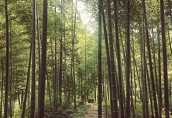 安吉余村荷花山峡谷漂流第 28 张图片