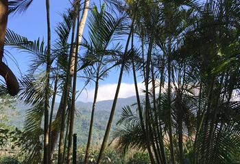 保亭七仙岭南美温泉山庄第 20 张图片