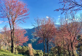 无量山樱花谷第 14 张图片