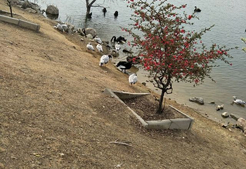 天鹅湖景区第 22 张图片