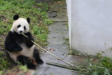 卧龙中华大熊猫苑神树坪基地第 3 张图片