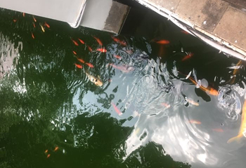 阿莲雅景区第 15 张图片