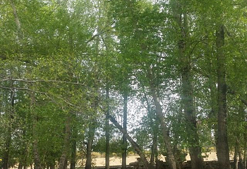 中华三祖圣地黄帝城遗址文化旅游区第 26 张图片