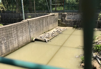 中国扬子鳄村第 63 张图片