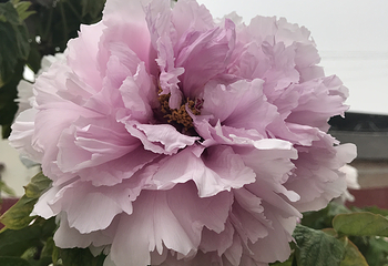 曹州百花园第 27 张图片