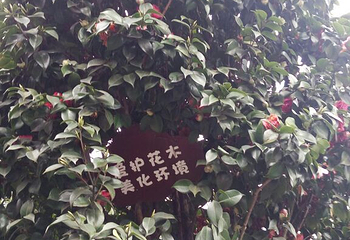 龙茶花海第 28 张图片