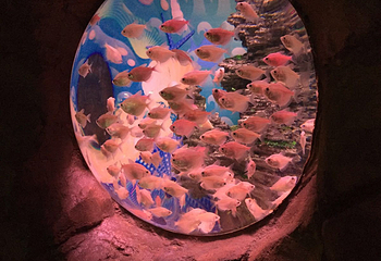 武汉东湖海洋世界第 33 张图片