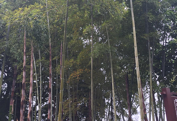 彭德怀纪念馆第 15 张图片
