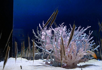 哈尔滨极地公园·海洋馆第 52 张图片