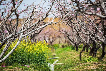 无锡阳山桃花源景区第 19 张图片