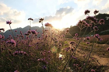 荔波四季花海第 27 张图片