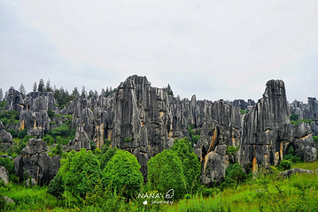 石林风景区第 318 张图片