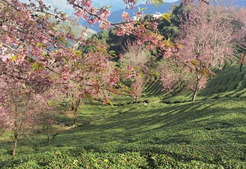 无量山樱花谷第 24 张图片