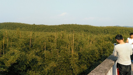 绥江竹海生态旅游景区第 28 张图片
