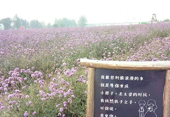洛阳薰衣草庄园第 38 张图片