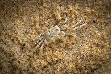 沙扒湾第 31 张图片