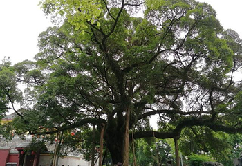 正阳步行街第 35 张图片