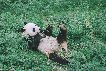 长青华阳景区第 48 张图片