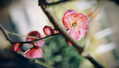 西安浐灞桃花潭公园第 13 张图片
