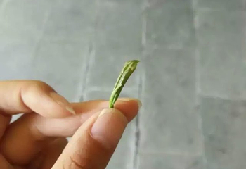 茶溪谷第 68 张图片