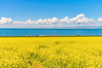 青海湖景区第 19 张图片