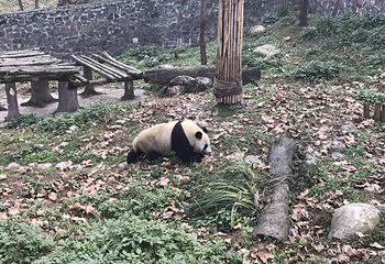 都江堰中华大熊猫苑(原熊猫乐园)第 43 张图片