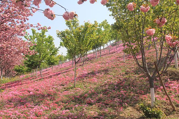 古柏渡丰乐樱花园第 18 张图片