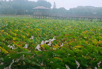 野草河湿地风景区第 23 张图片