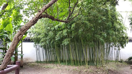 青藤书屋第 14 张图片
