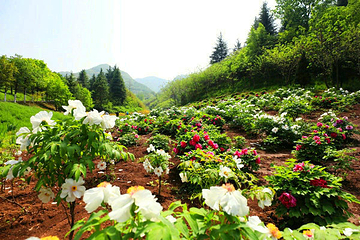 秦岭国家植物园第 35 张图片