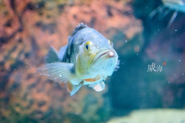威海神游海洋世界第 40 张图片
