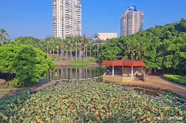 莲花公园第 5 张图片