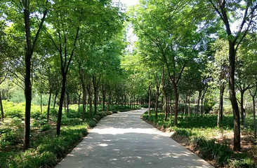 西苑公园第 23 张图片