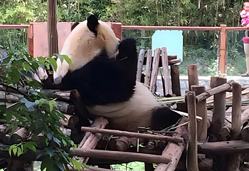 云南野生动物园第 93 张图片