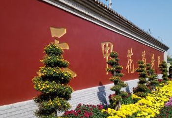 中国菊园第 28 张图片