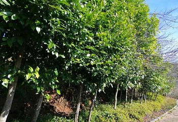 紫溪山风景区第 8 张图片